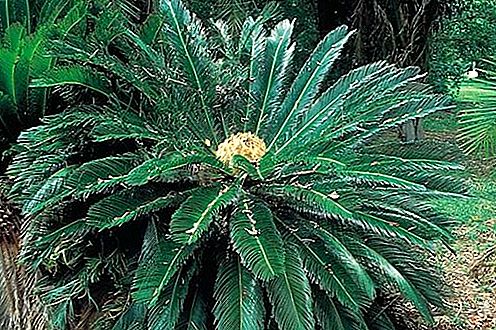 Cycad Pflanzenbestellung
