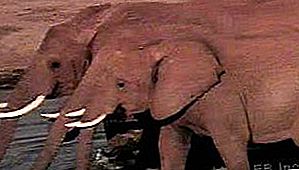 Mamalia gajah
