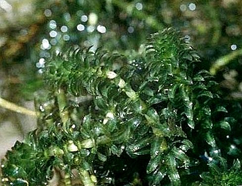 Spesies tumbuhan hidrilla
