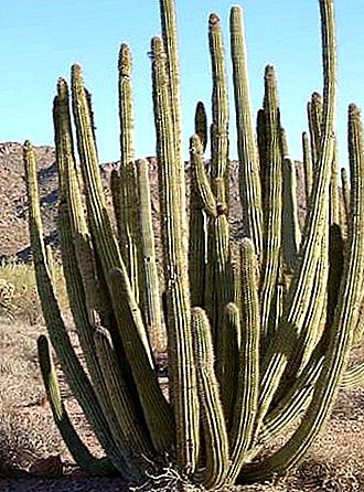 Planta de cactus amb canonada d’òrgan
