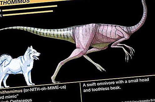 Genus dinosaurus Ornithomimus