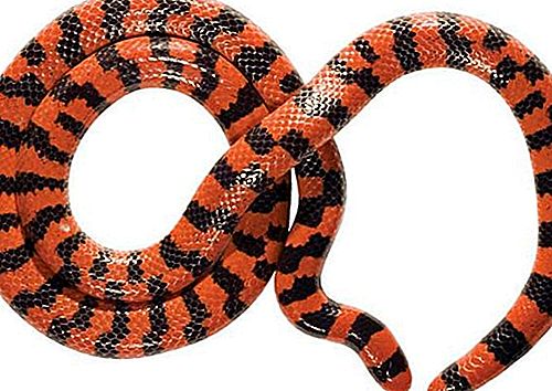 Pipe zmijske zmije