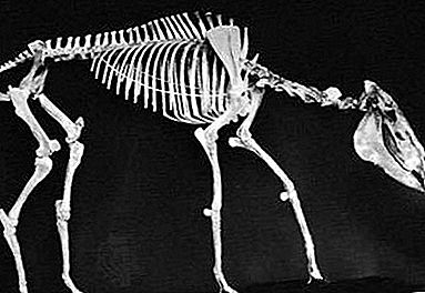 Pliohippus tuyệt chủng chi động vật có vú