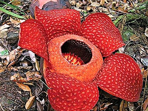Porodica biljaka Rafflesiaceae