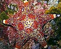 Lily laut echinoderm