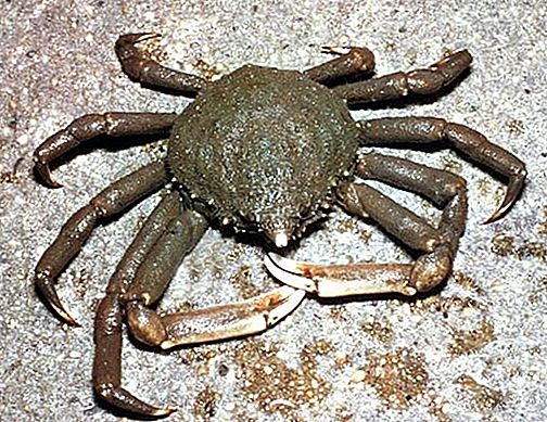 Spider crab crustacean
