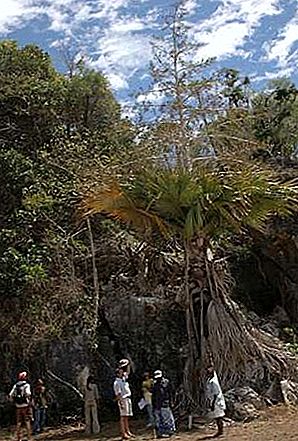 Pokok palma Tahina