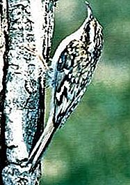 Treecreeper fugl