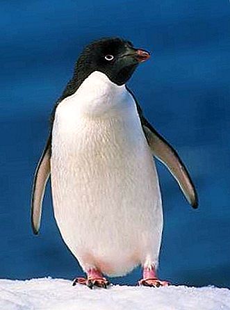 Ptak pingwina Adélie