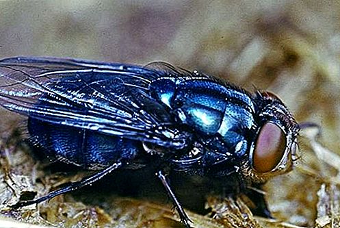 Blow fly insect
