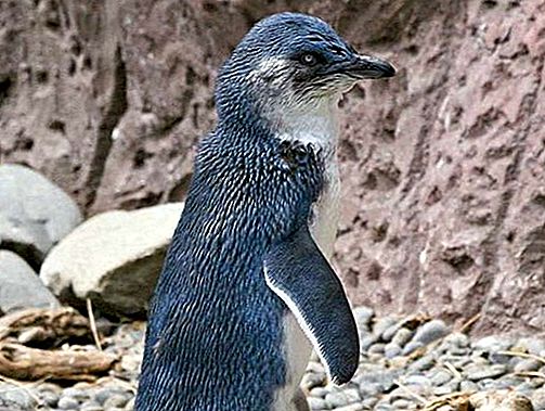Modrý pták tučňák