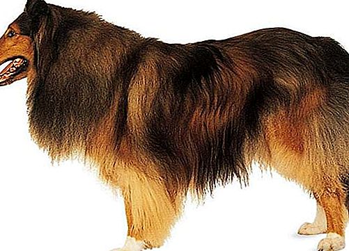Rasa de câine Collie