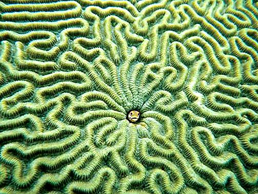 Invertebrado coral