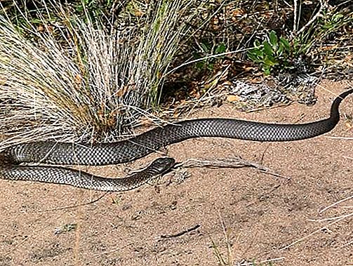 Elapid snake
