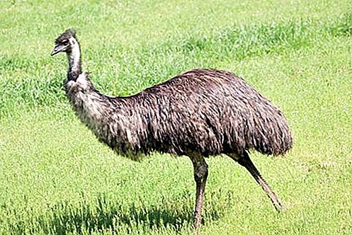 Emu fågel