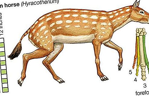جنس الخيول Eohippus الأحفوري