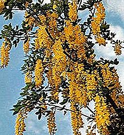 Goldener Kettenbaum