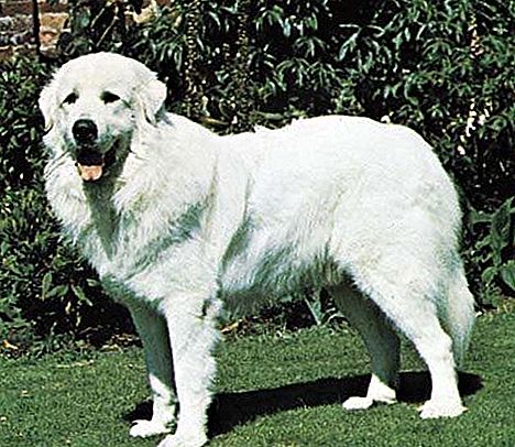 Velika pirenejska pasma psov