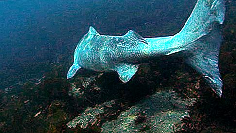 グリーンランドサメ魚