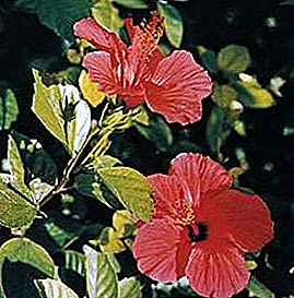 Hibiscus-kasvi