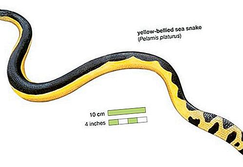 Sea snake reptile