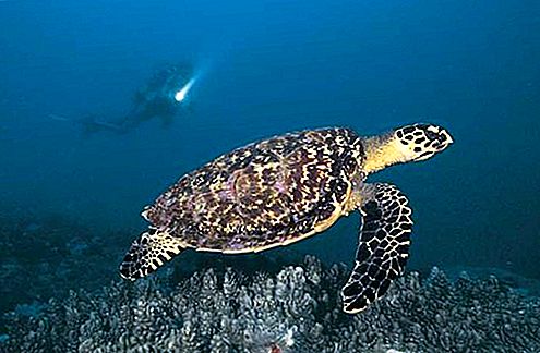 Żółw morski gad