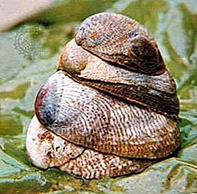 Slipper shell gastropod