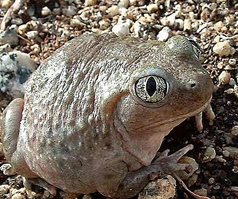 Spadefoot kurbağa amfibi