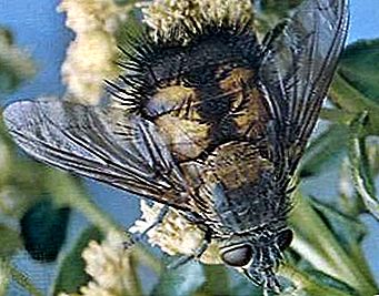 Tahinidna muharska žuželka