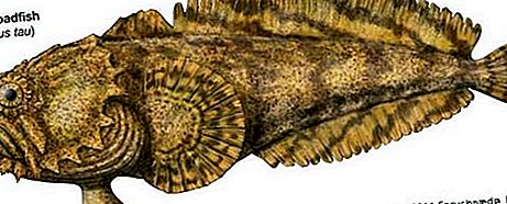 Toadfish žuvis