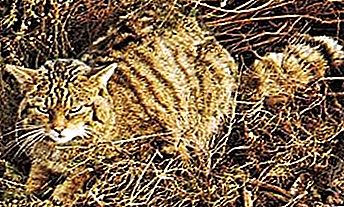 Θηλαστικό άγριων γατών, Felis silvestris