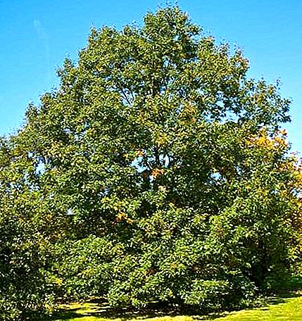Tumbuhan oak hitam