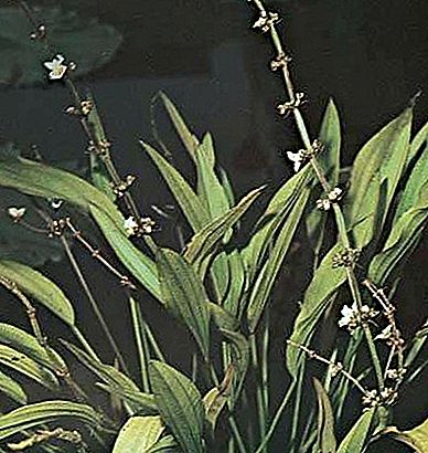 Burhead plant
