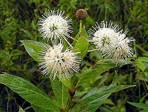 نبات Buttonbush