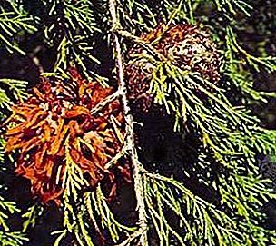 Cedar-æble rust plantesygdom