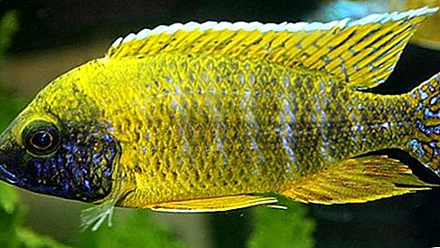 Cichlid fisk