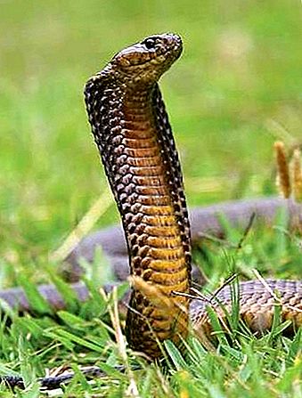 Kobra yılanı