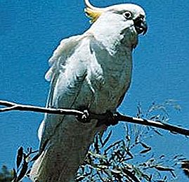 Uccello Cacatua