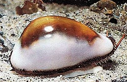 Θαλάσσιο σαλιγκάρι Cowrie