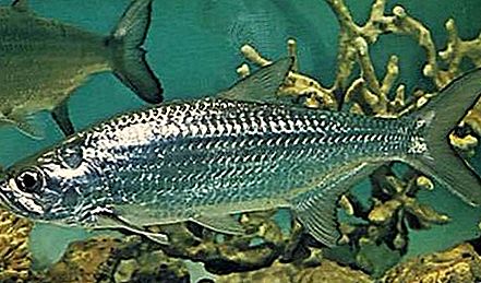 Ikan elopiform