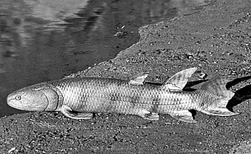 Eusthenopteron fossil fisk släkt