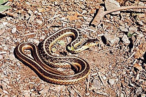 Strømpebånd slange reptil