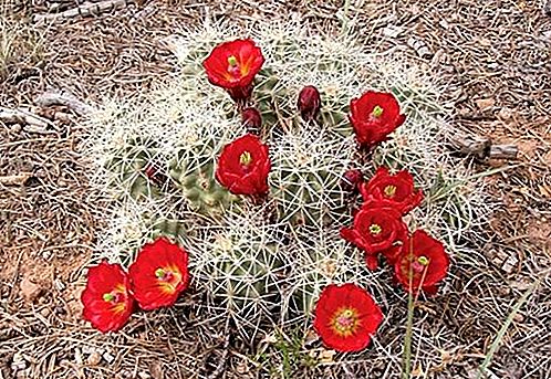 Rastlina kaktusu ježka