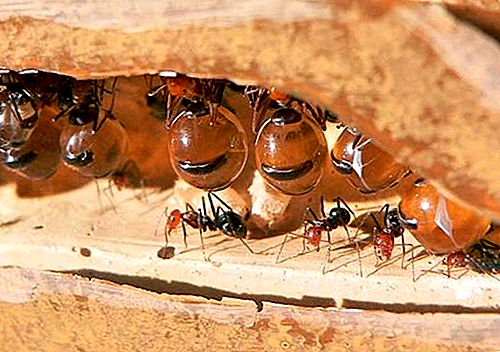 Insecte fourmi miel