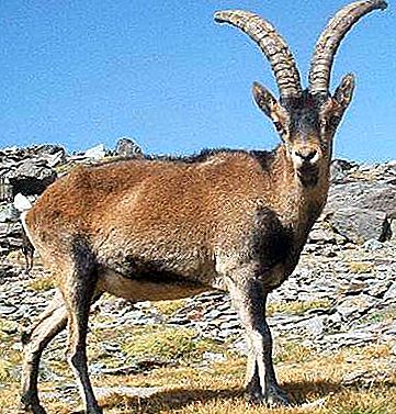 Mamífero ibex
