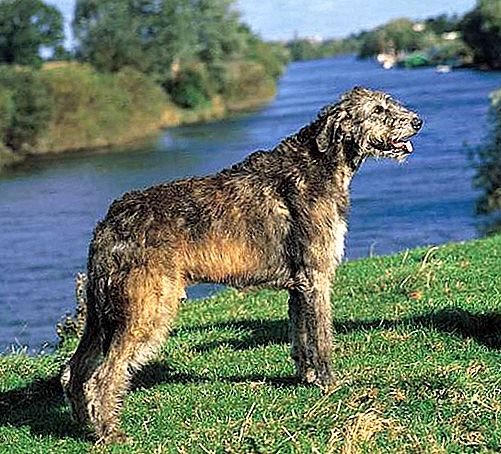 Raça de cão caçador de lobos irlandês
