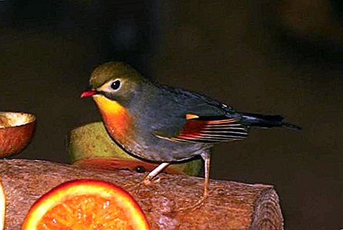 Leiothrix rod ptica