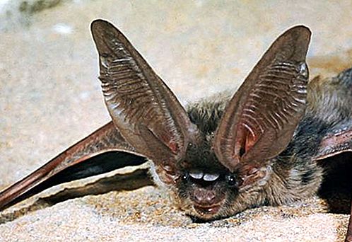 Cicavec netopier s dlhými ušami