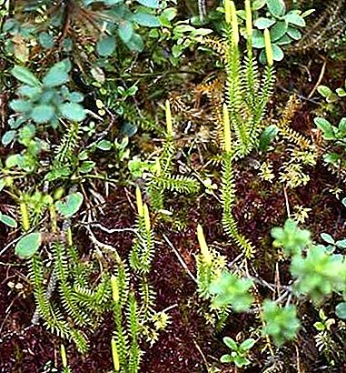 Lycophyte plantendivisie