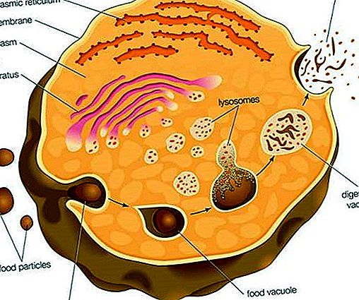 Biologia do lisossomo